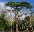 _Scots pine retained